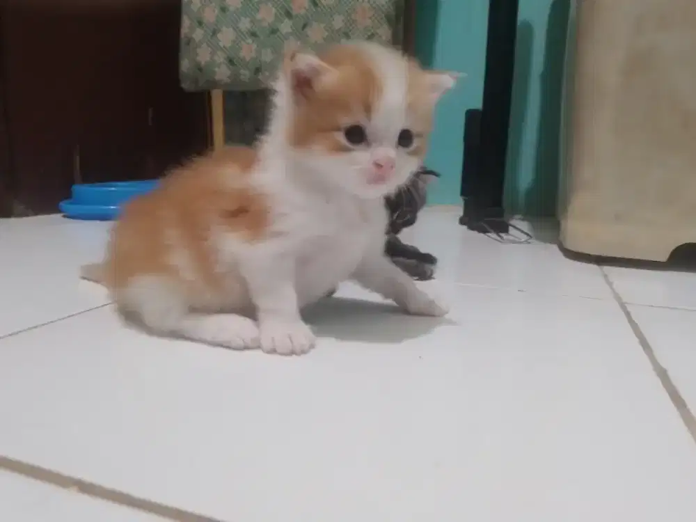 KItten oyen putih (betina)