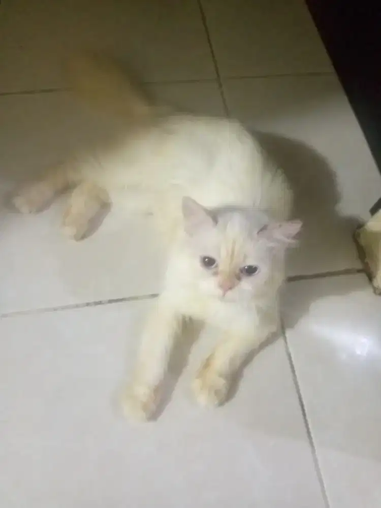 Persia mix hima jantan, ramah dan penyayang