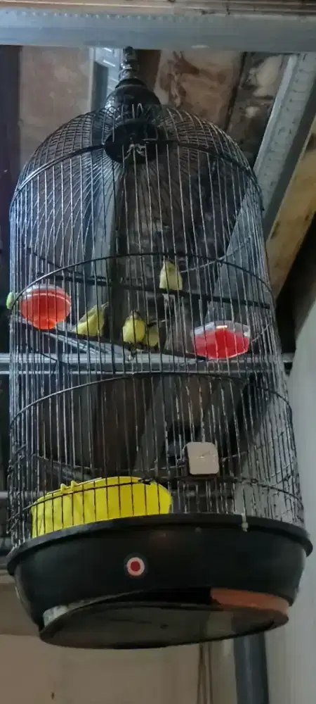 Burung kecil bersuara dari lolohan