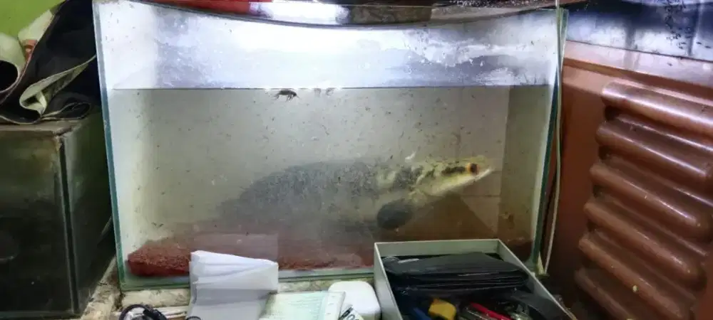 Ikan chana jual