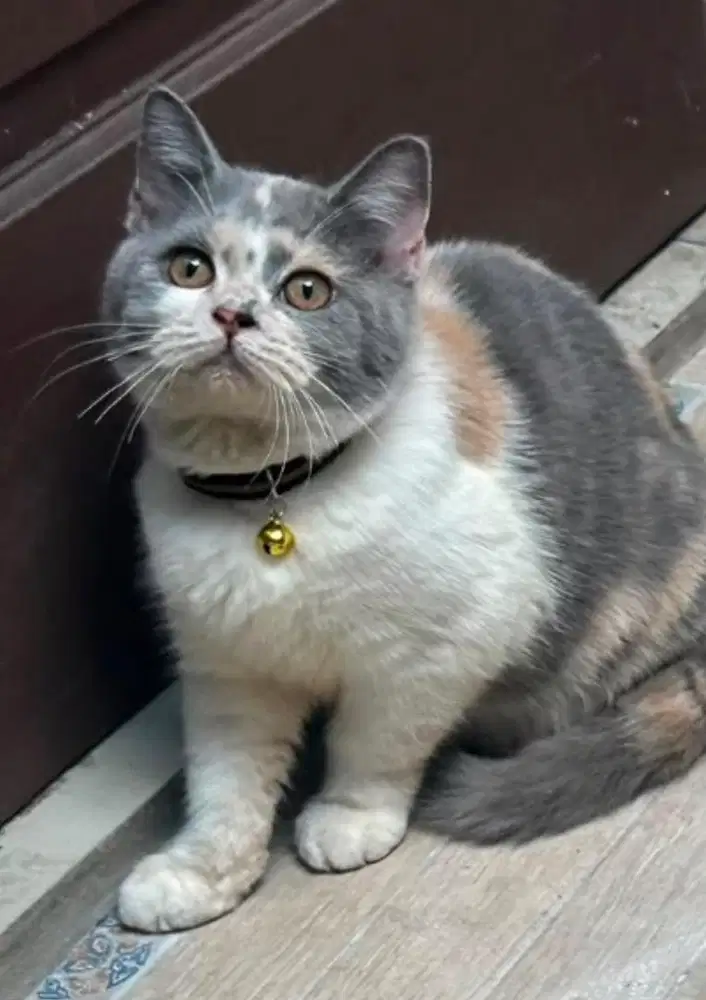Kucing bsh british shorthair british short hair