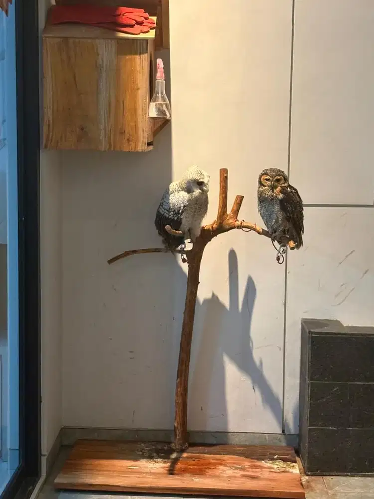 Sell couple bird