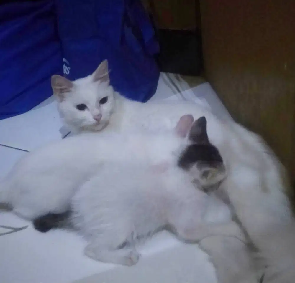 kucing campuran ras Himalaya mata biru