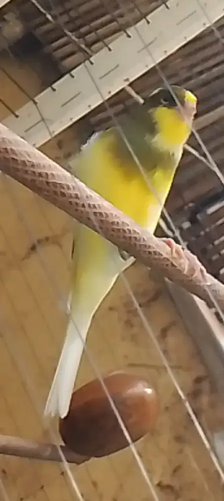 Kenari AFS bond kuning cerah