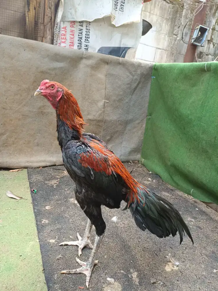 Ayam bangkok janggar