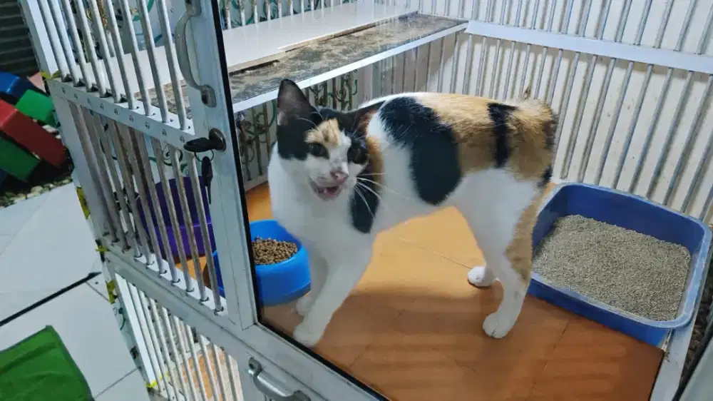 FREE ADOPSI KUCING BETINA STERIL