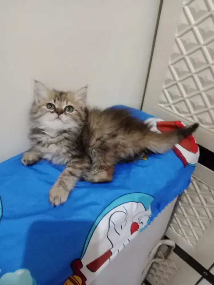 Persia kitten tortie