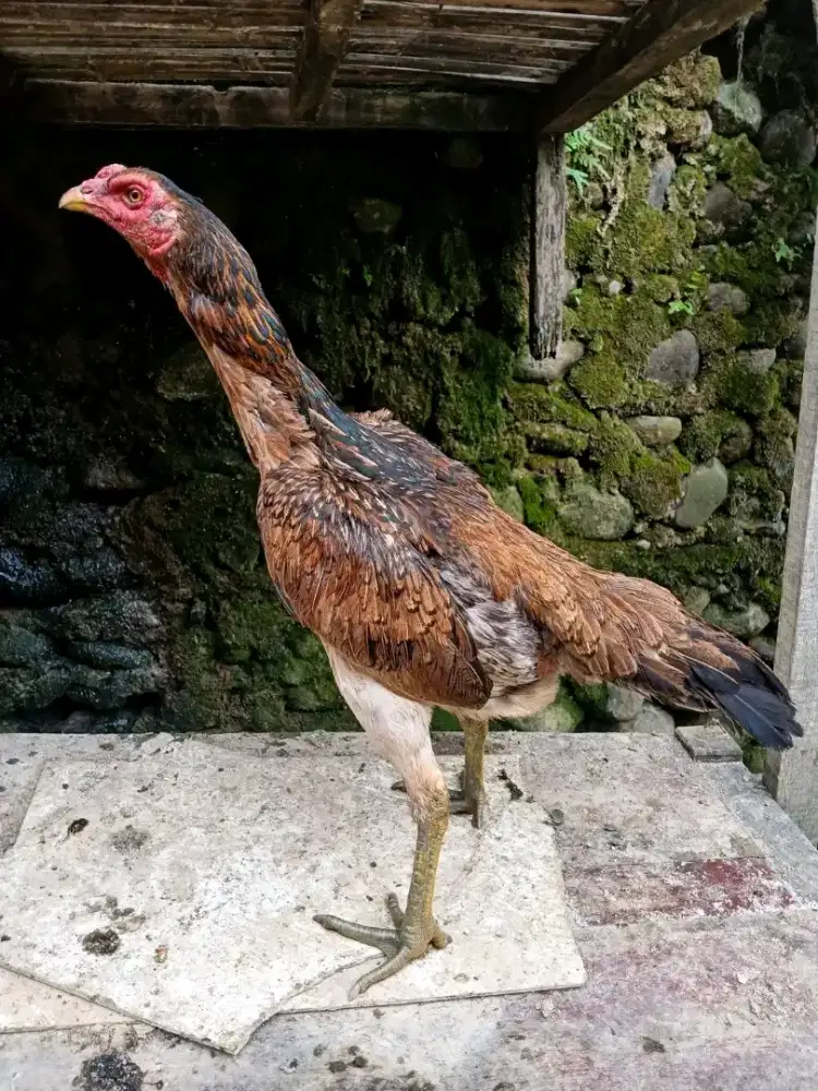 Ayam betina induk