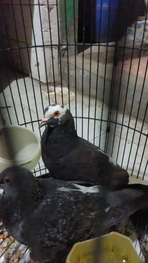 Burung merpati giring