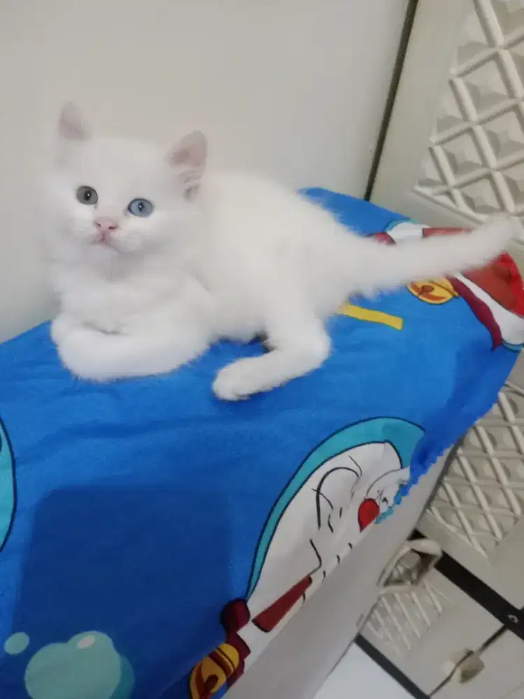Persia kitten white ODD EYES