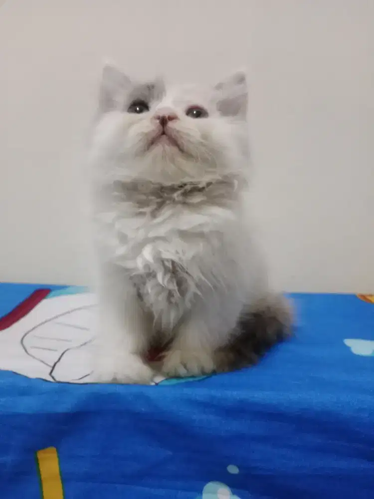 Persia kitten calico dilute