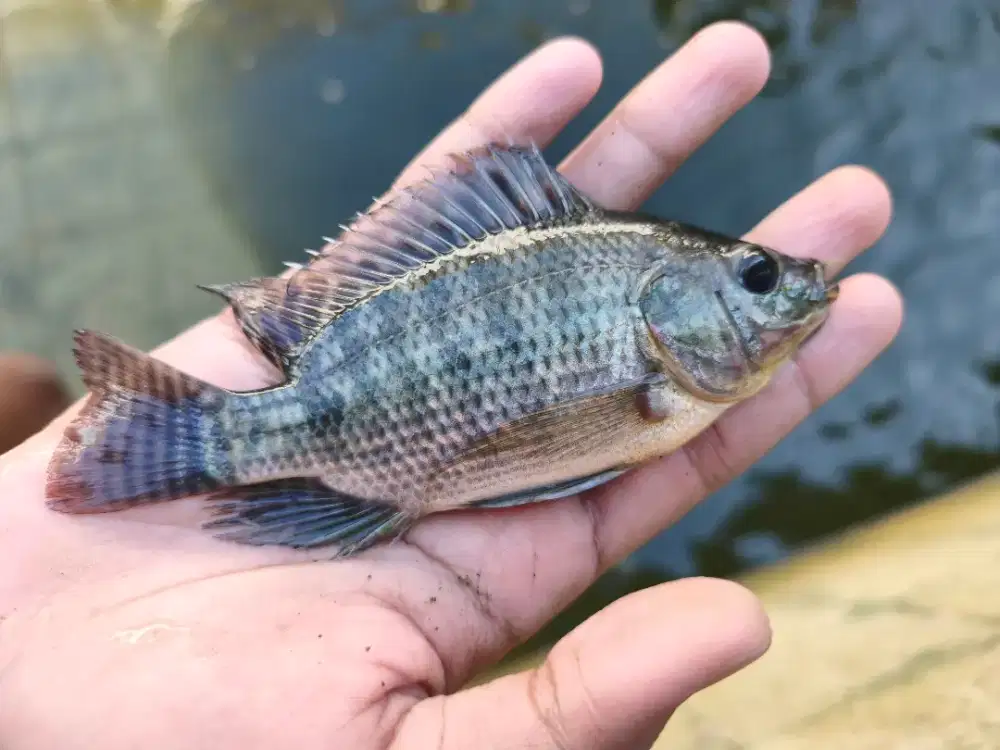 Ikan Nila Kekar