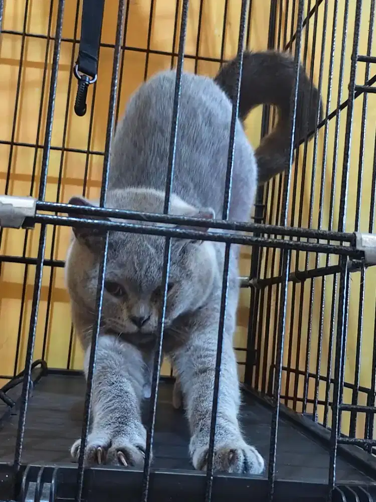 British Shorthair 5 Bulan Jantan