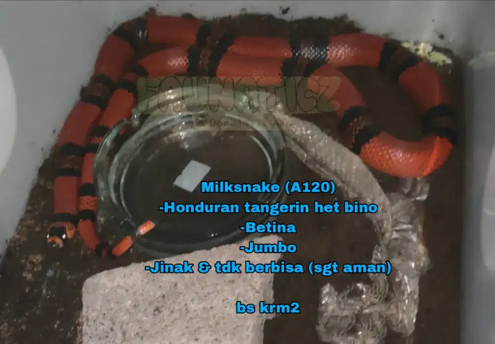 Milksnake / Ular susu Honduran