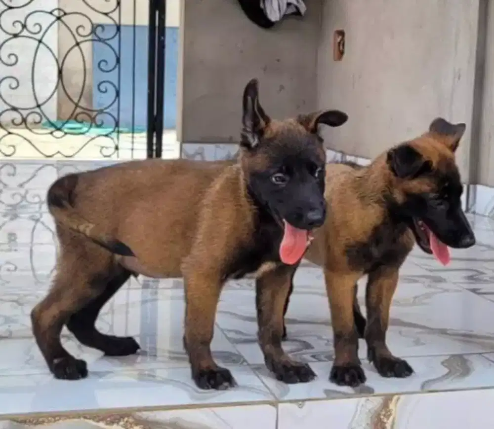PUPPY ANJING BELGIAN MALINOIS
