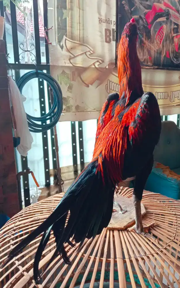 Ayam Bangkok Muda