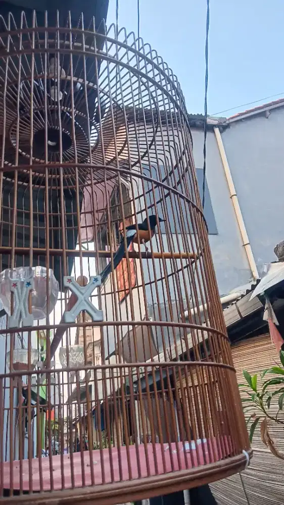 Murai x prestasi