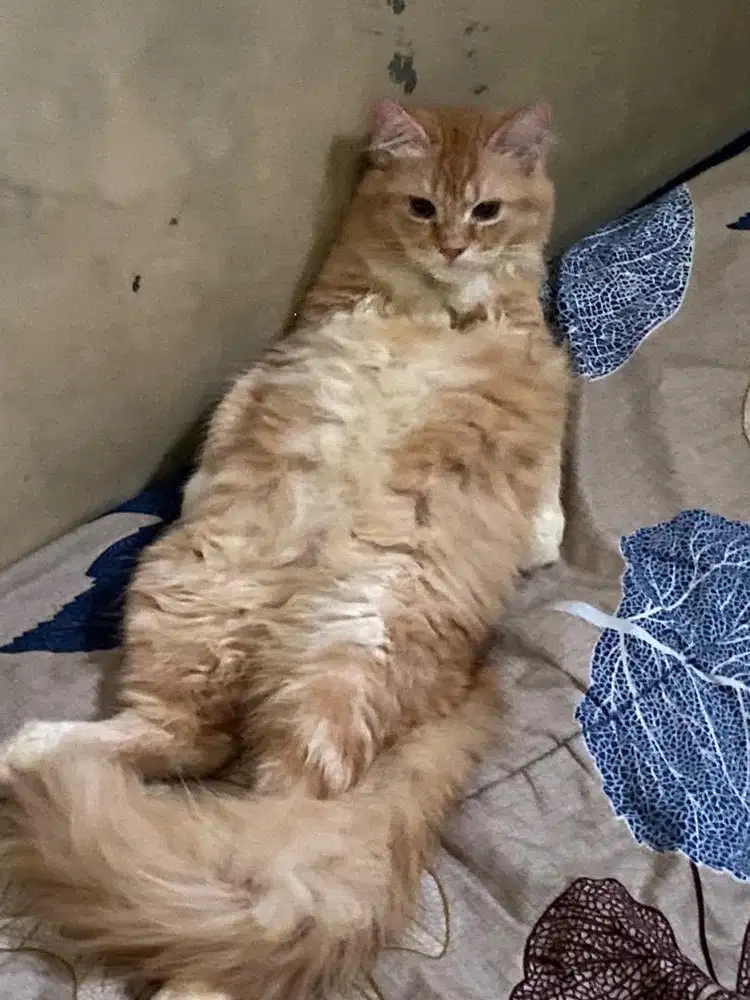 Persia mix mainecoon