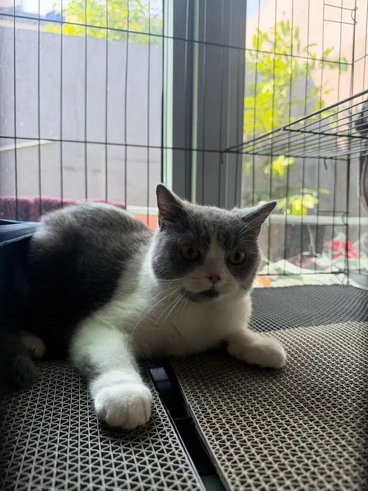 Bsh Bicolour Female