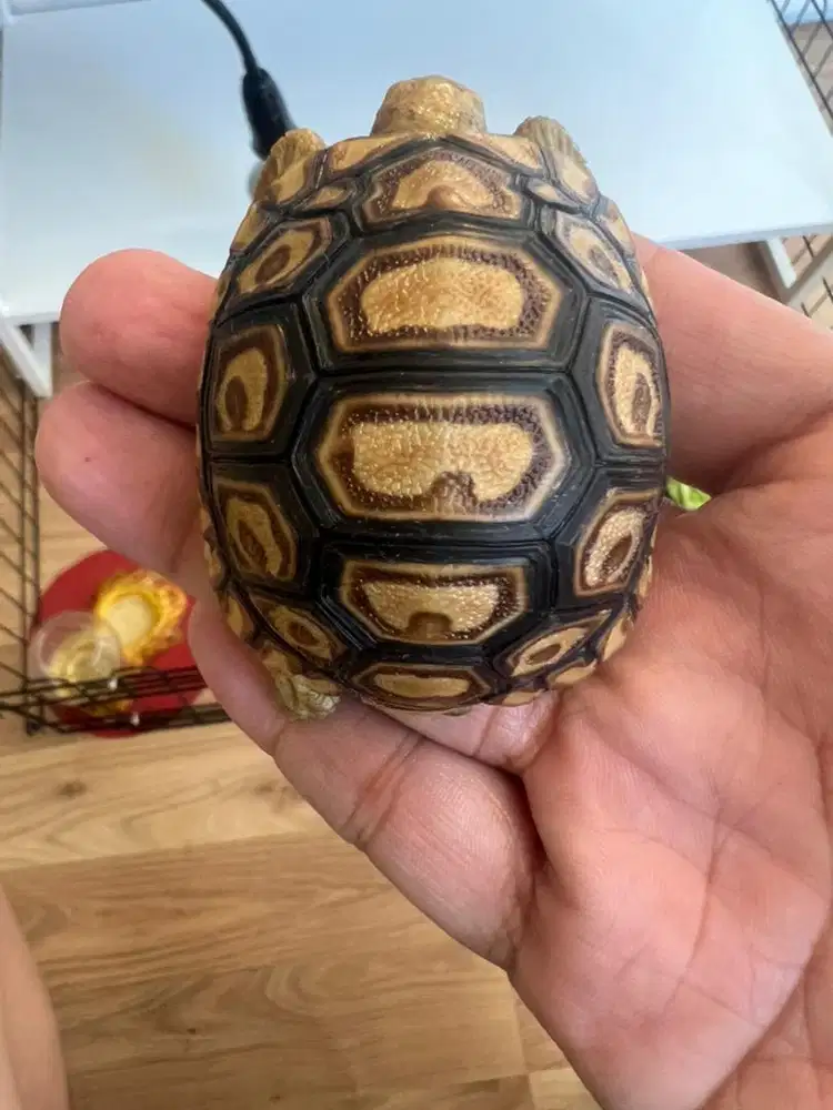 pardalis 6cm 15scute rare pensiun