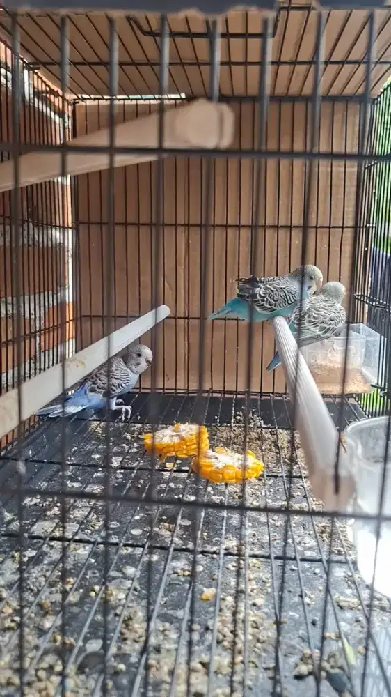 Anakan Burung Parkit