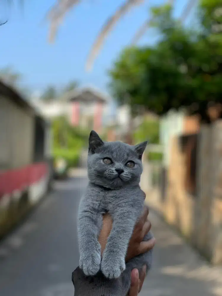 British Shorthair Lilac dan Blue Solid Betina