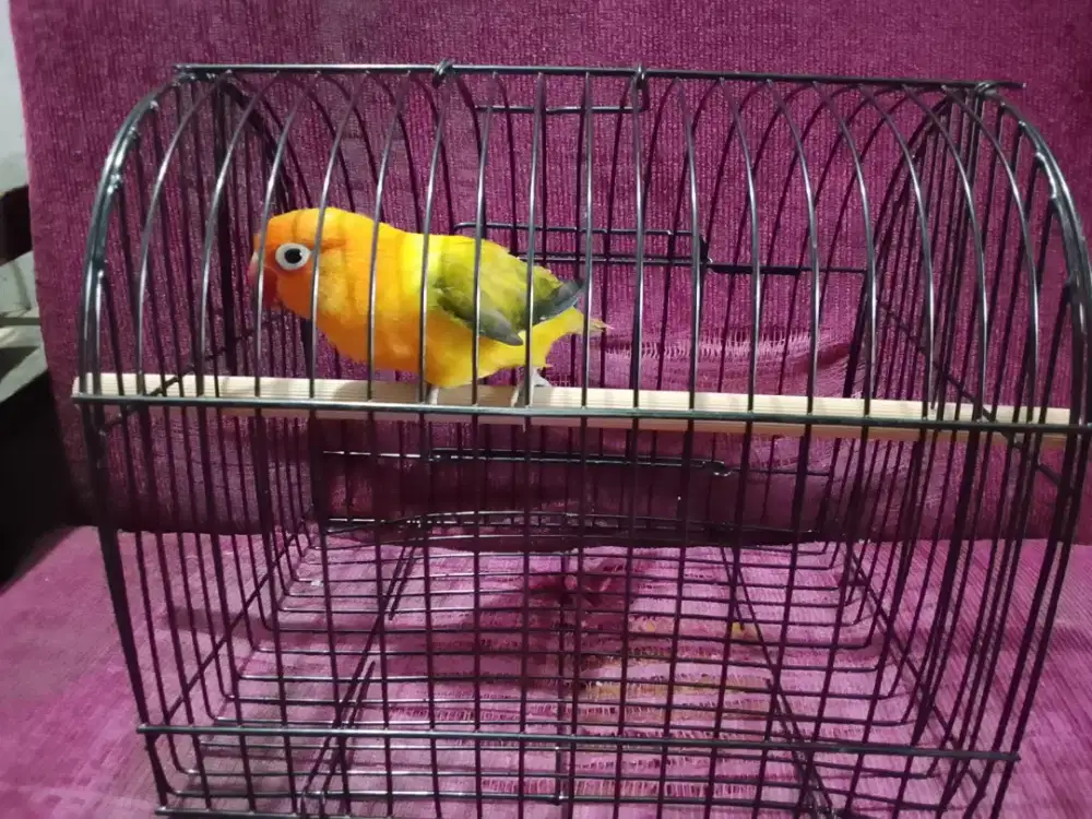 Burung  Cinta  Special