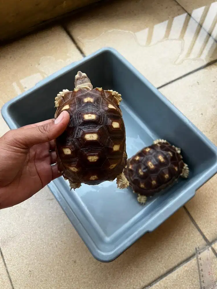 Kura2 Sulcata 2ekor