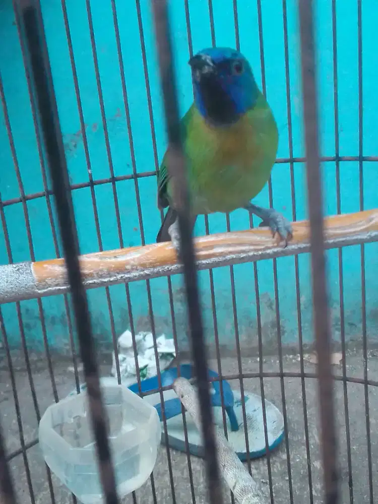LOVEBIRD JOSAN MAPAN HARIAN BRISIK GACOR EXS MASTERAN 700 FULSET