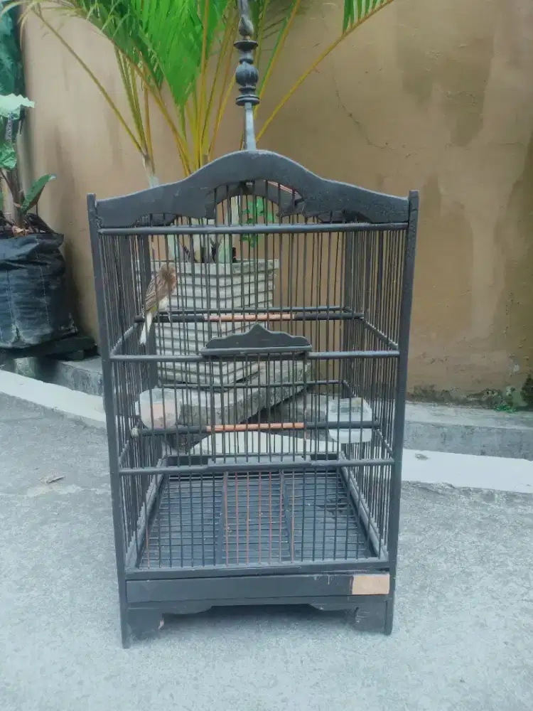 Kenari,jual plus kandangnya