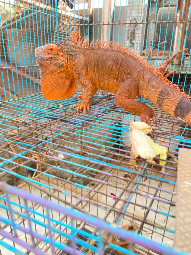 SUOER RED IGUANA