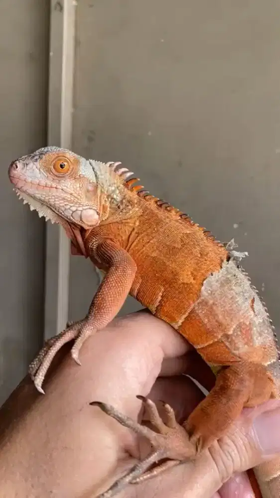 SUPER RED IGUANA 50CM-+