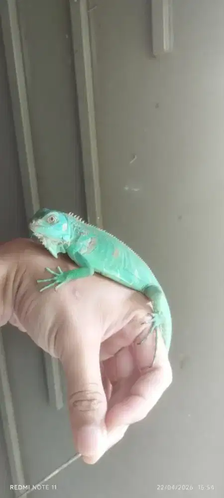 BLUE IGUANA 40-50cm-+