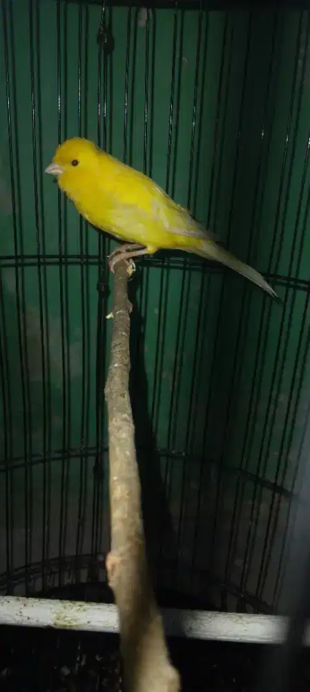 AF jantan minus kaki bengkak
