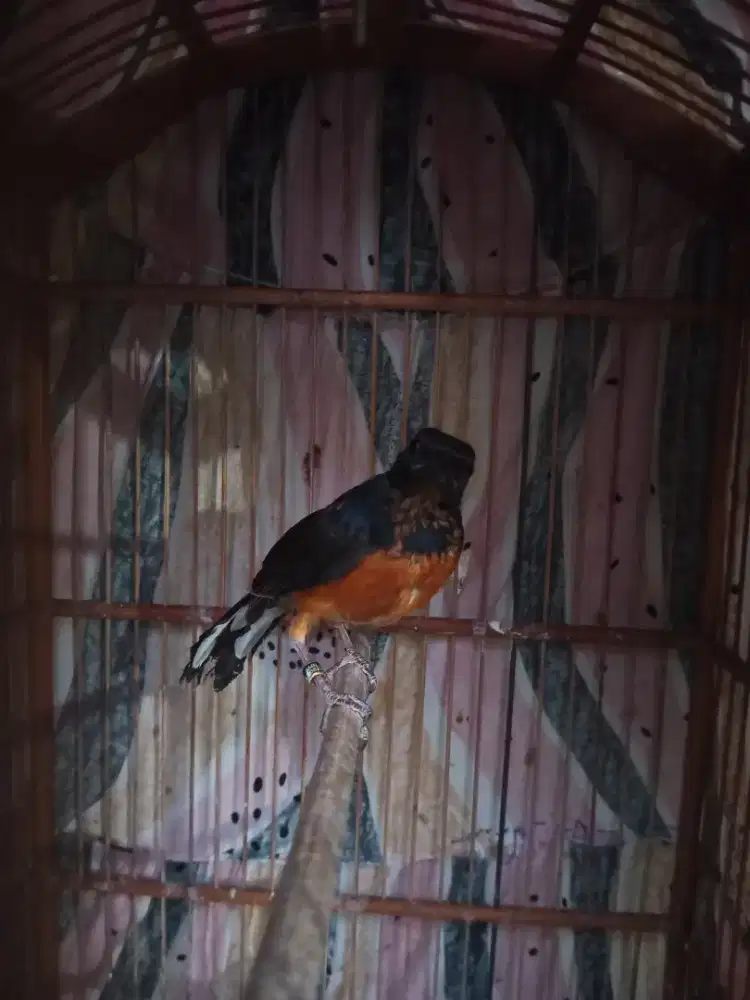 Burung mura batu medan trotolan (bahorok)