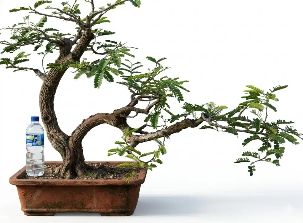 Bonsai asem jawa