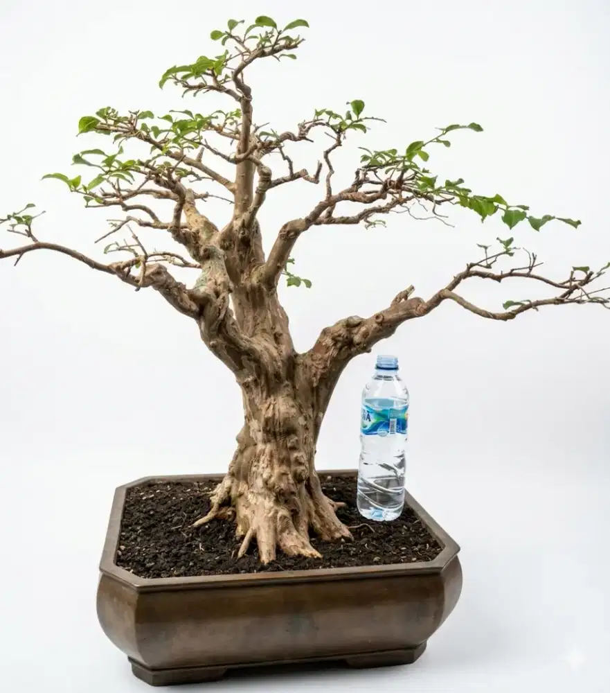Bahan bonsai sakura putih