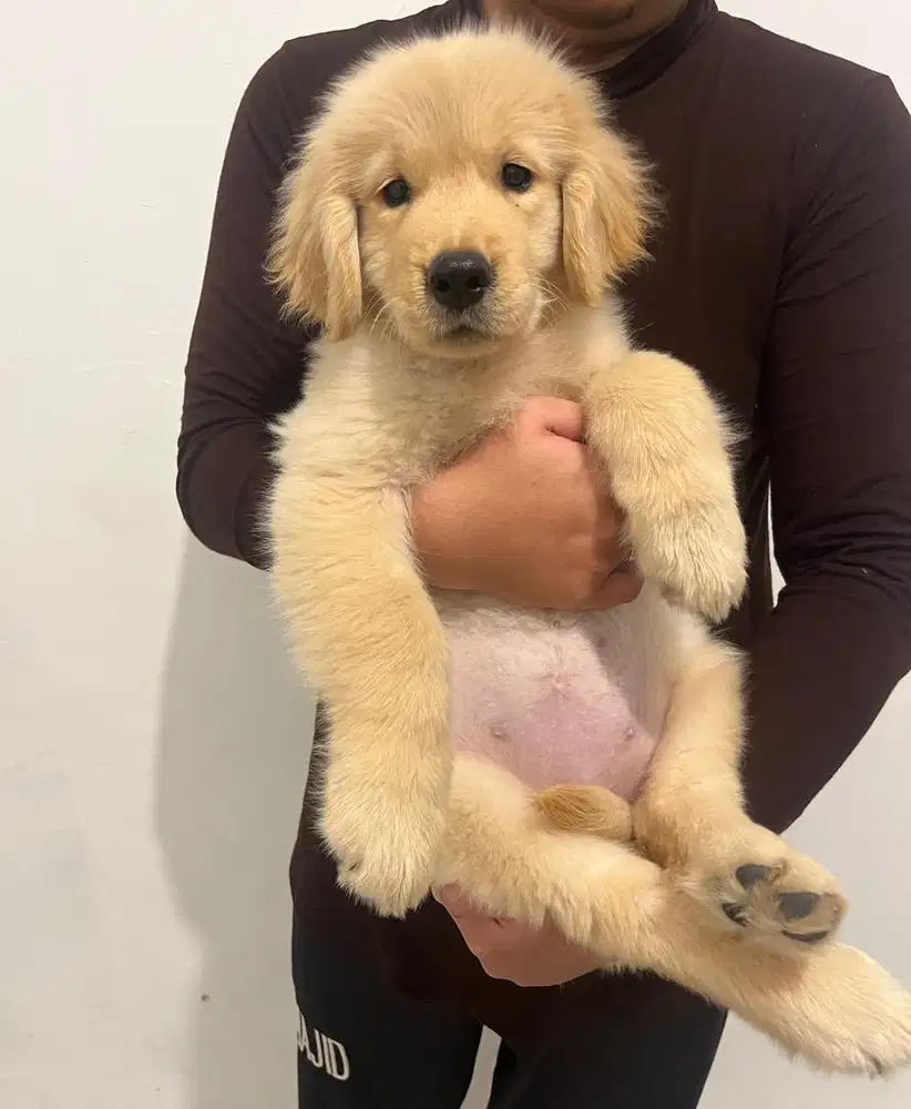 Jual golden retriever