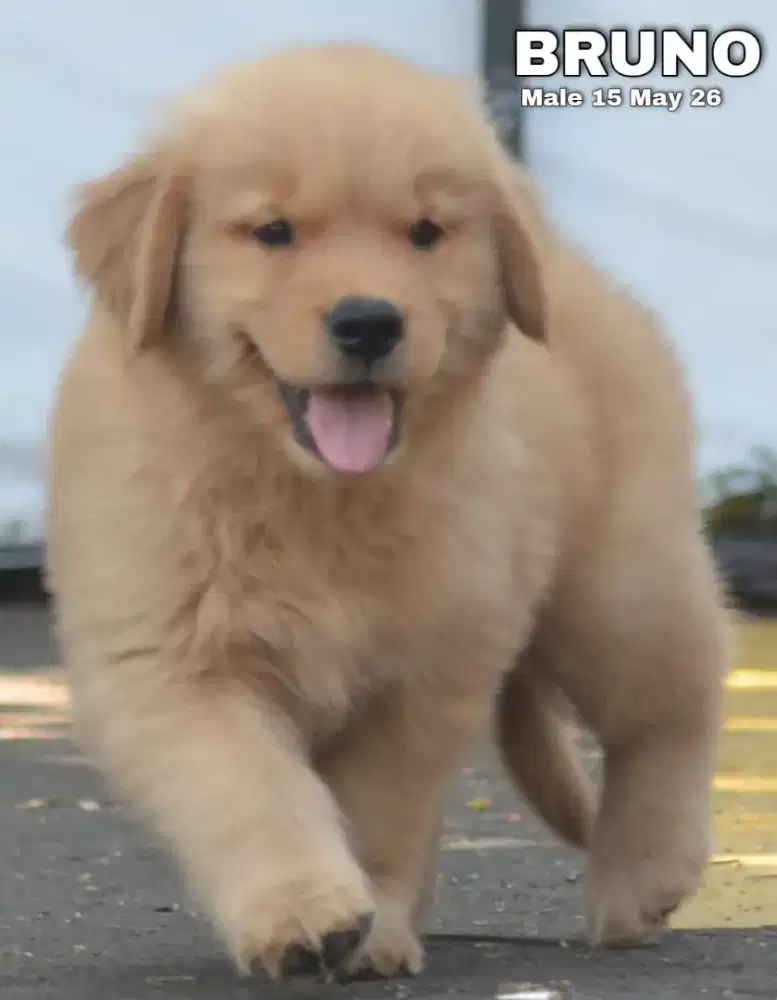 Golden retriever jantan •BRUNO•
