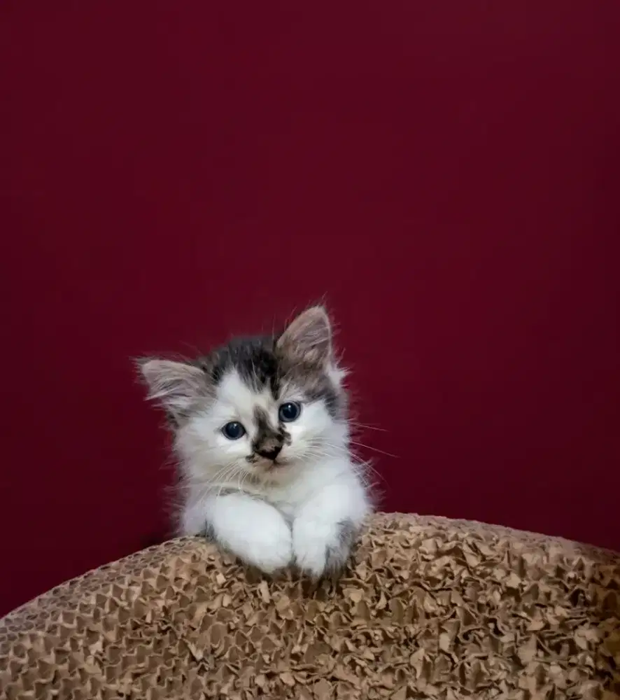 Kitten persia Jantan