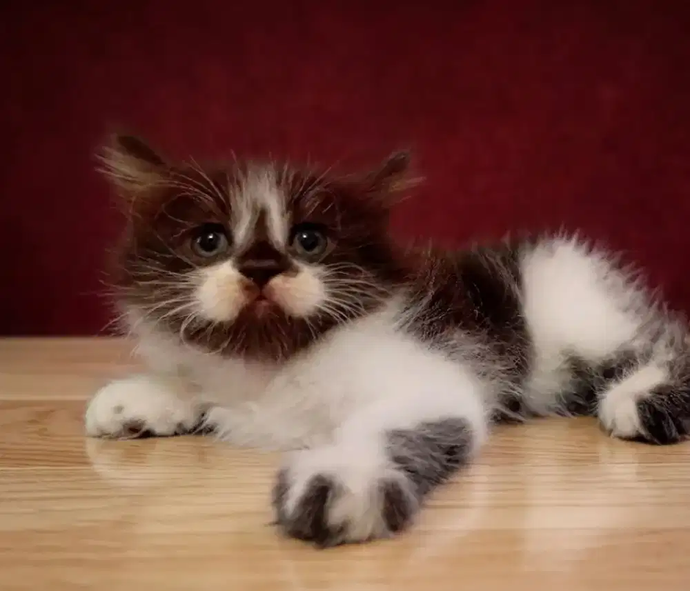 Kitten persia jantan