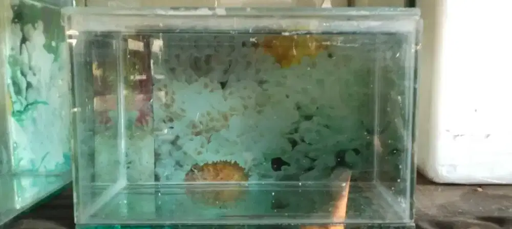 Aquarium 2 pcs ukuran 25x15x15cm dan 15x15x20 cm