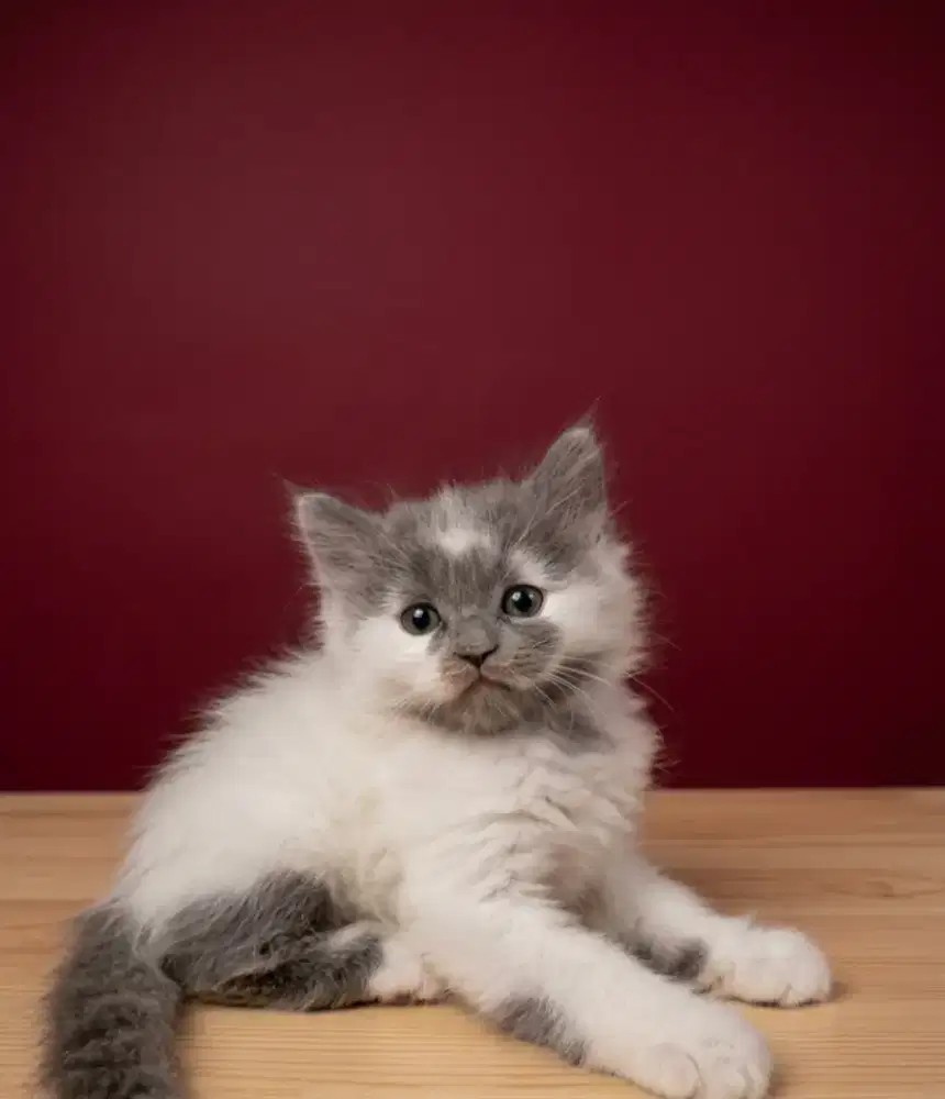 Kitten persia Jantan
