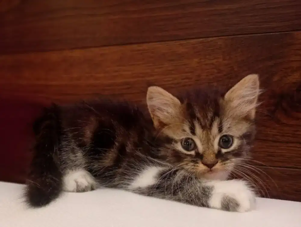 Kitten persia Betina