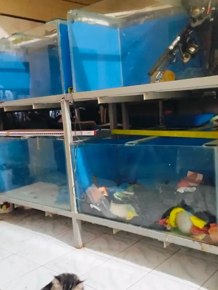 Aquarium kaca dg keteban 5 mili