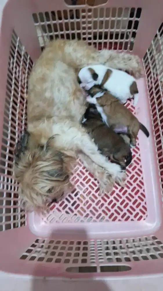 Pupies shitzu 2 jantan 1 betina