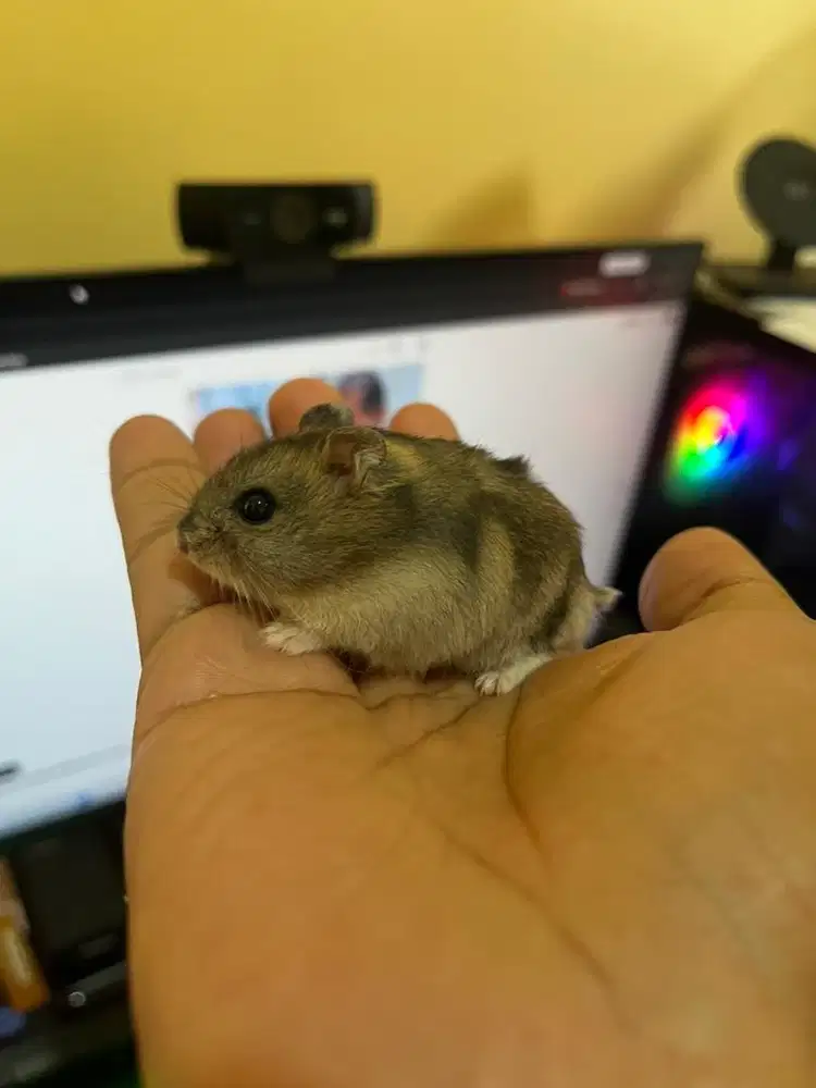 Hamster Winter White