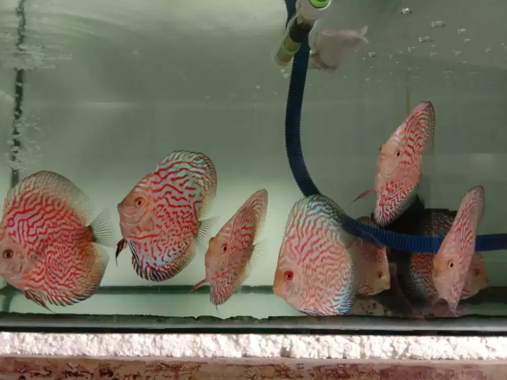 Ikan discus pigeon