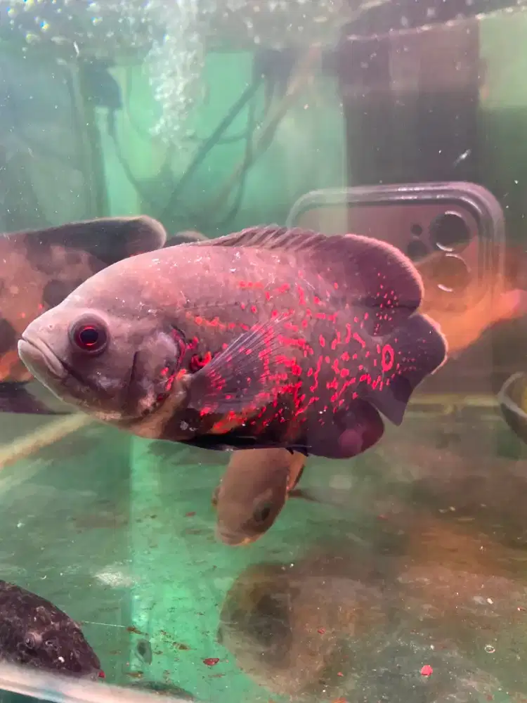 Ikan Oscar Predator