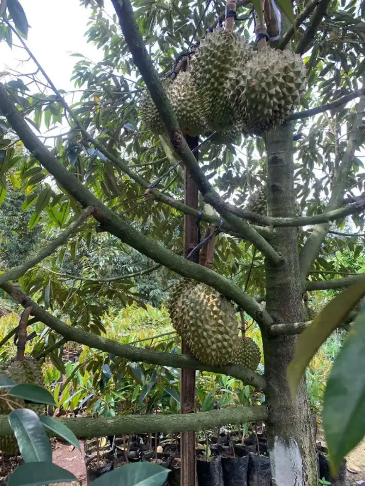 Dijual lahan perkebunan dekat kota manado